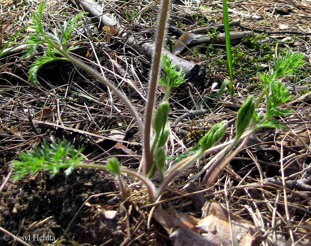 Изображение особи Pulsatilla pratensis.