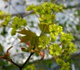 Acer platanoides. Ветвь с соцветием и молодыми листьями. Подмосковье, г. Одинцово, придомовые посадки. Май 2013 г.