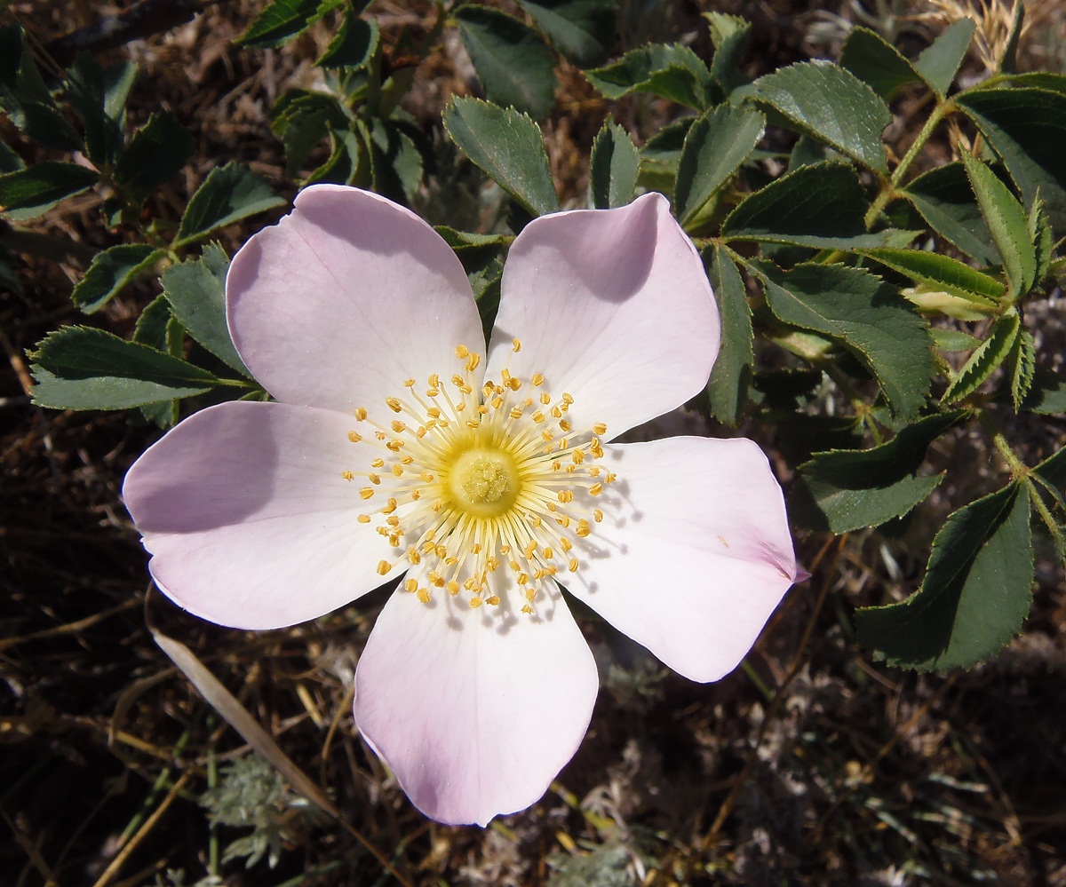 Image of genus Rosa specimen.