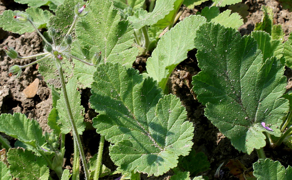 Изображение особи Erodium malacoides.