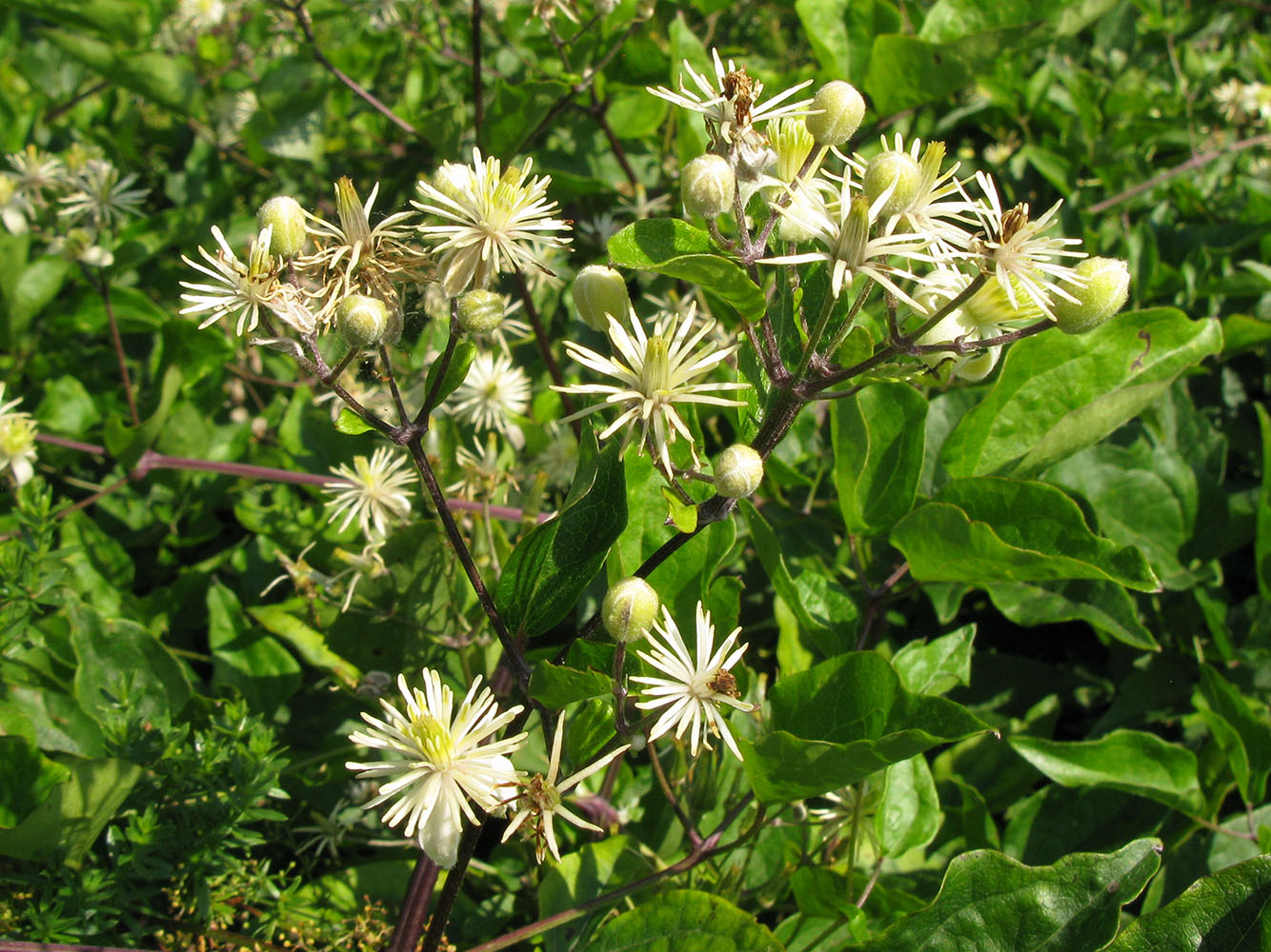 Image of Clematis vitalba specimen.