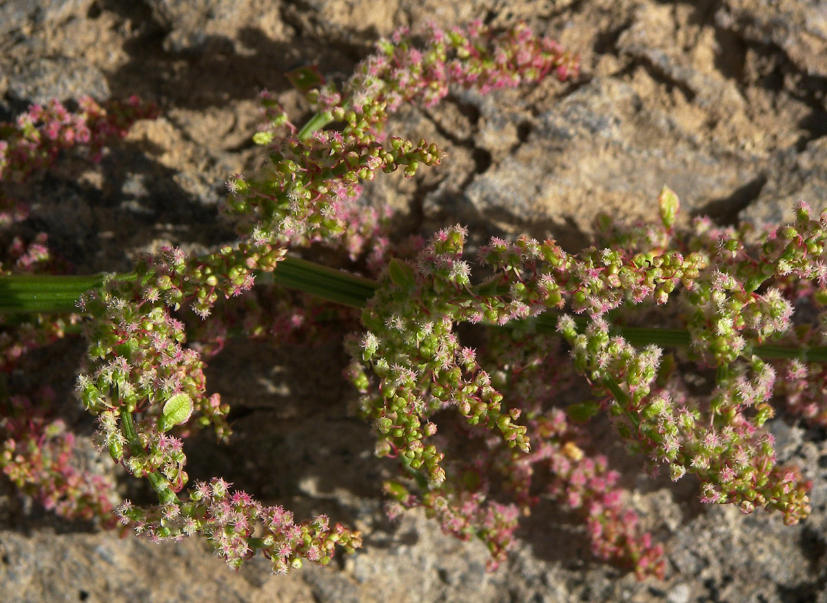 Image of Rumex arifolius specimen.