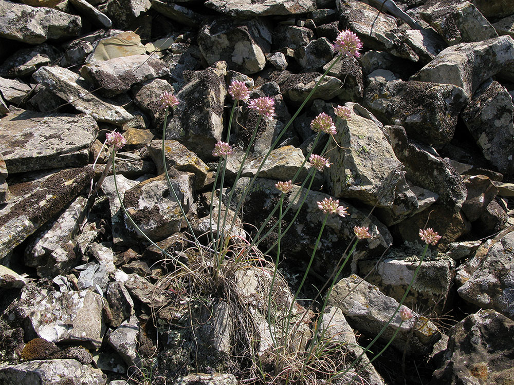 Image of Allium psebaicum specimen.