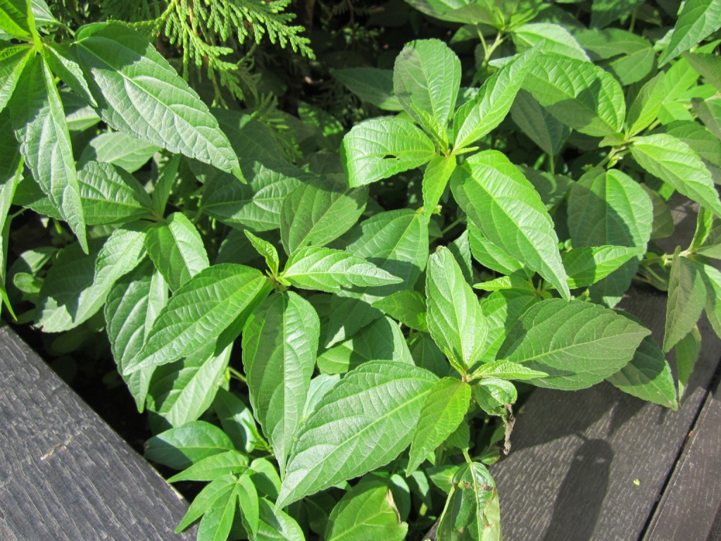 Image of Acalypha australis specimen.