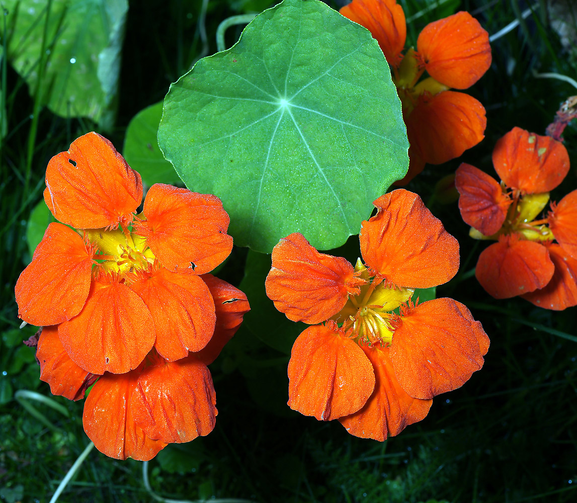 Image of Tropaeolum majus specimen.