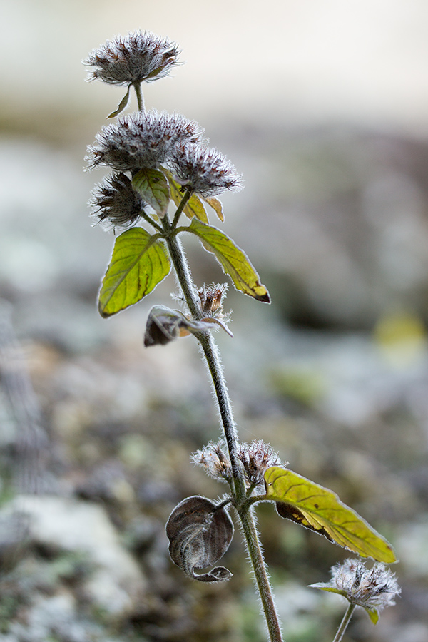 Image of Clinopodium vulgare specimen.