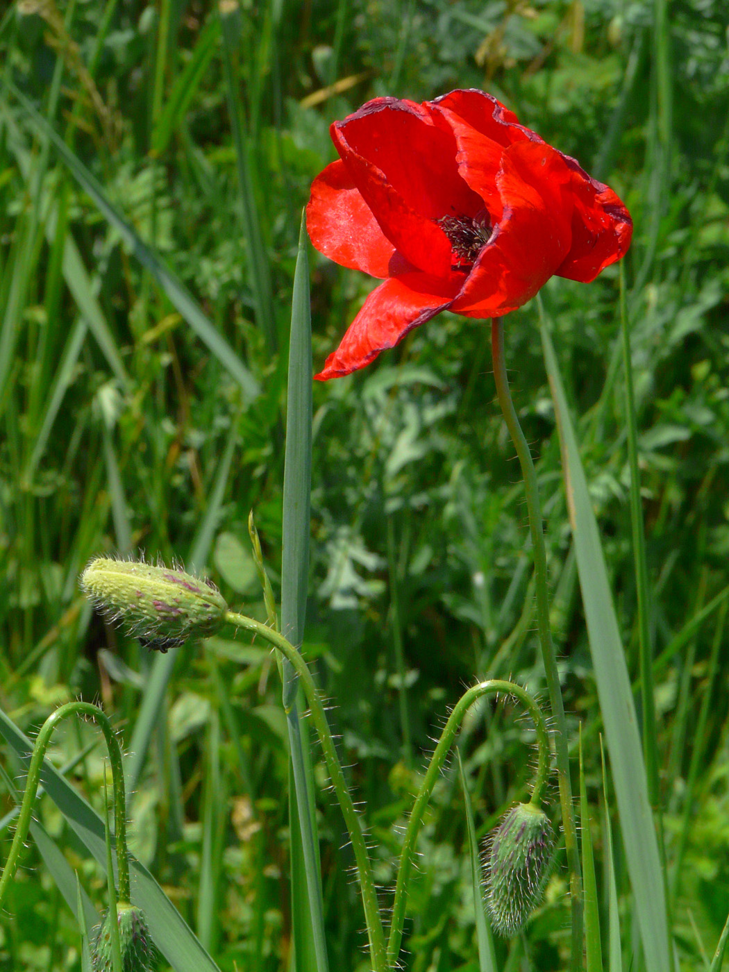 Image of Papaver rhoeas specimen.