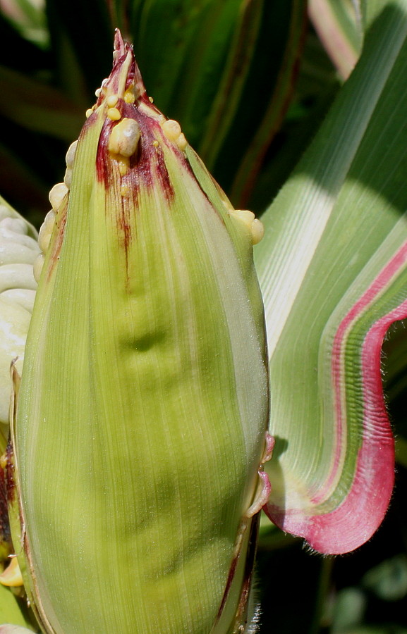 Image of Zea mays specimen.