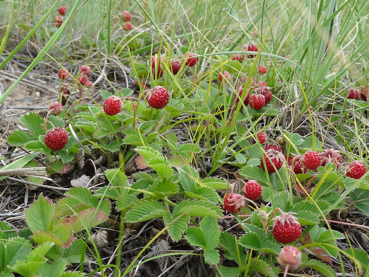 Image of Fragaria viridis specimen.