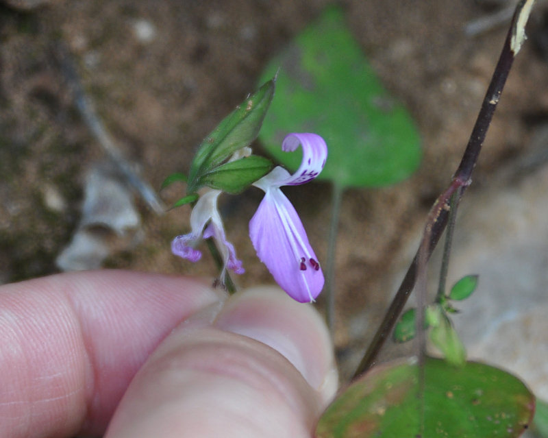 Image of Dicliptera effusa specimen.