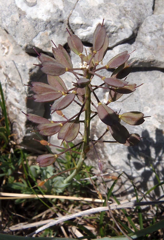 Image of Noccaea praecox specimen.