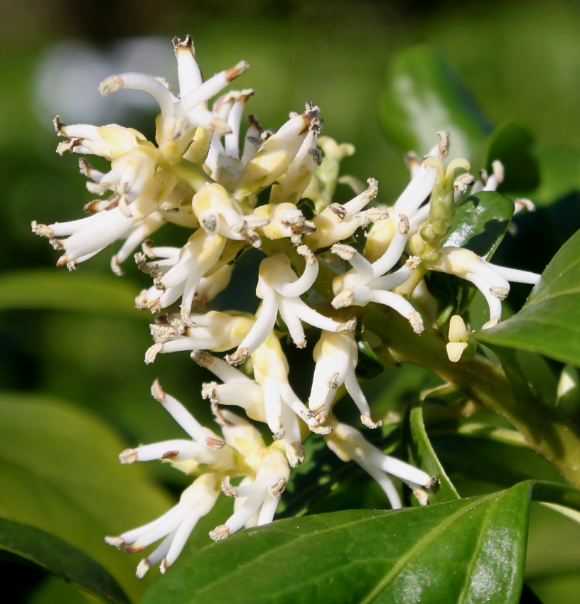 Изображение особи Pachysandra terminalis.