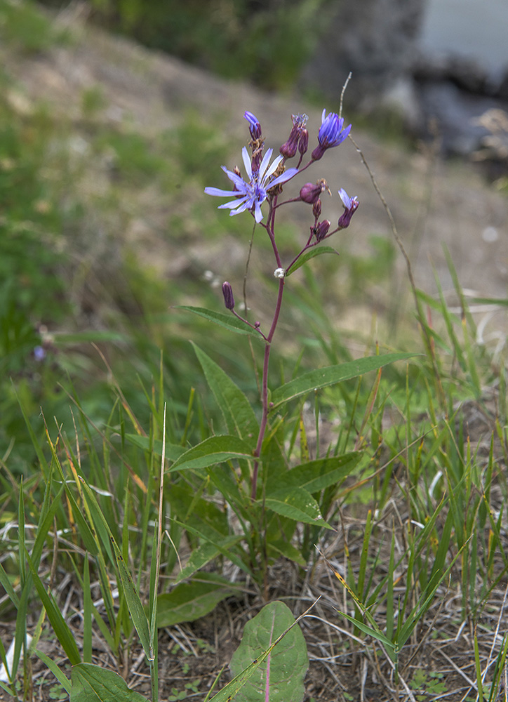 Image of Lactuca sibirica specimen.