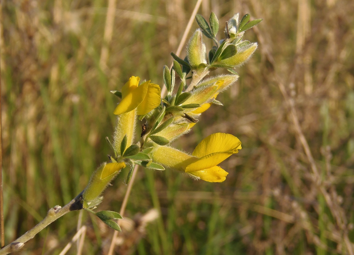 Image of Chamaecytisus colchicus specimen.