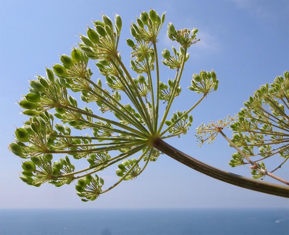 Изображение особи Heracleum stevenii.