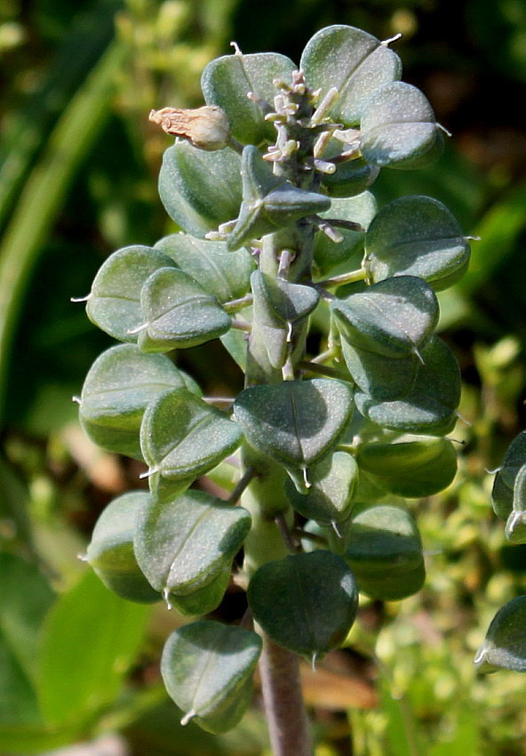 Image of genus Muscari specimen.