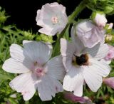 Malva moschata. Цветок с кормящимся шмелём, цветки и бутоны. Германия, г. Дюссельдорф, Ботанический сад университета. 02.06.2014.