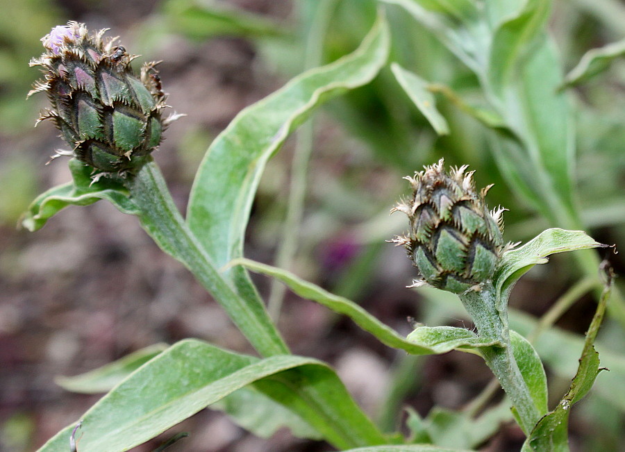 Image of Centaurea triumfettii specimen.