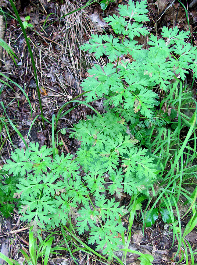 Image of Physospermum cornubiense specimen.