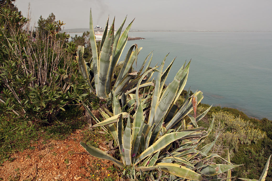 Изображение особи Agave americana var. variegata.