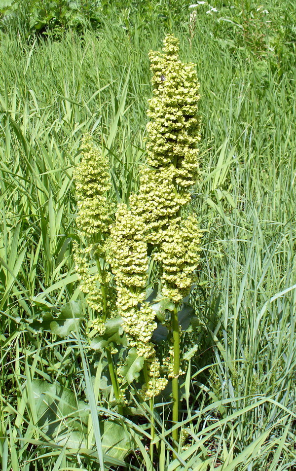 Image of Rumex confertus specimen.