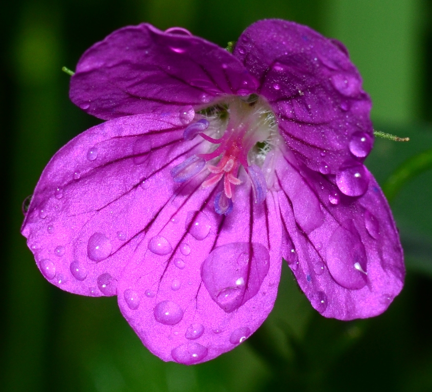 Image of Geranium palustre specimen.