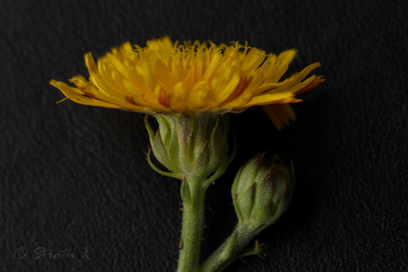 Image of genus Picris specimen.