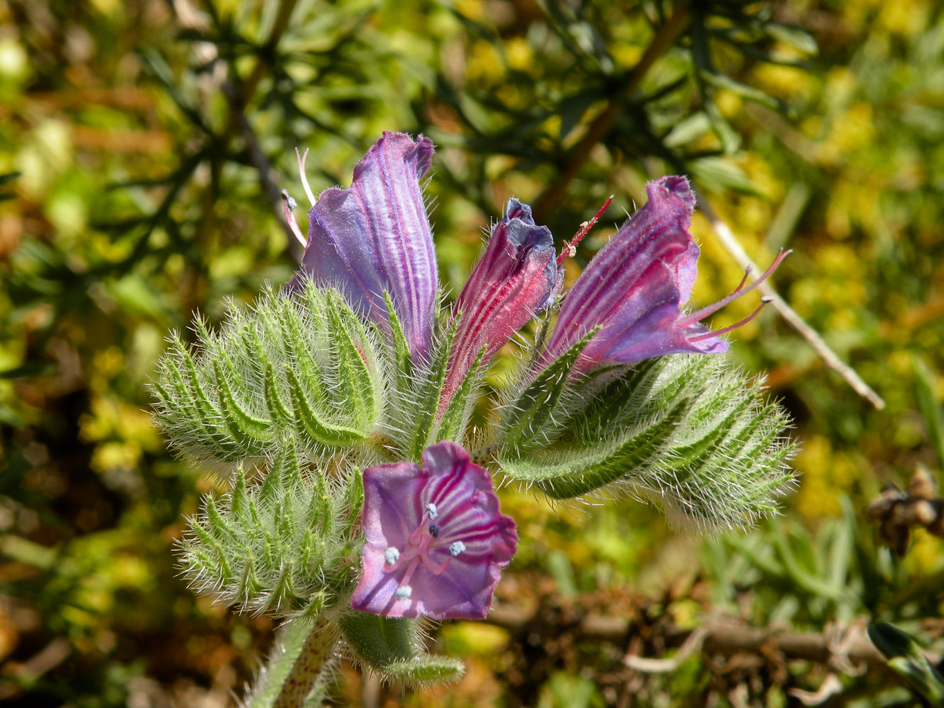 Image of Echium angustifolium specimen.