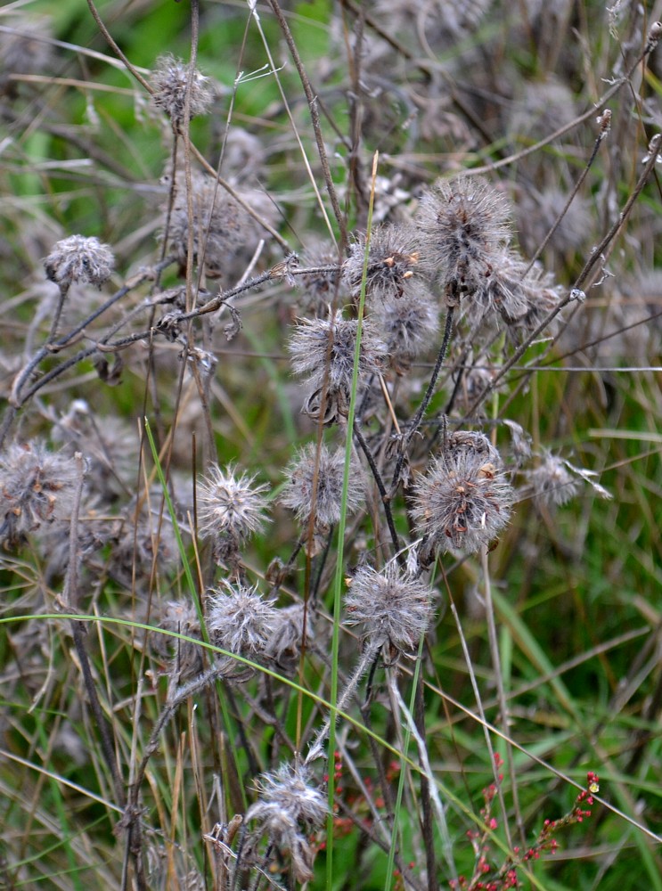 Image of Trifolium arvense specimen.