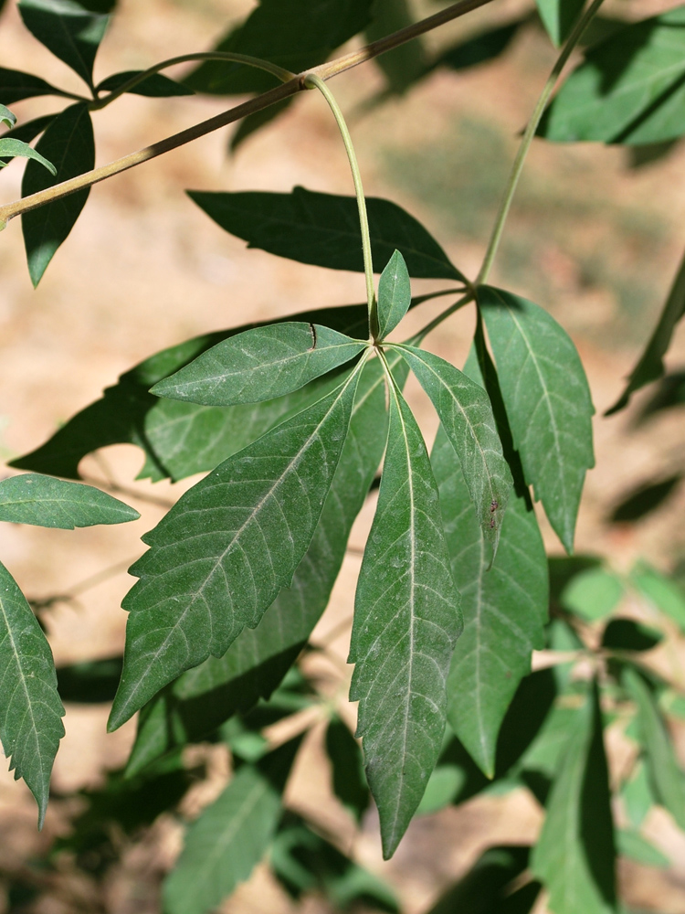 Image of Vitex negundo specimen.