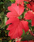 Viburnum opulus