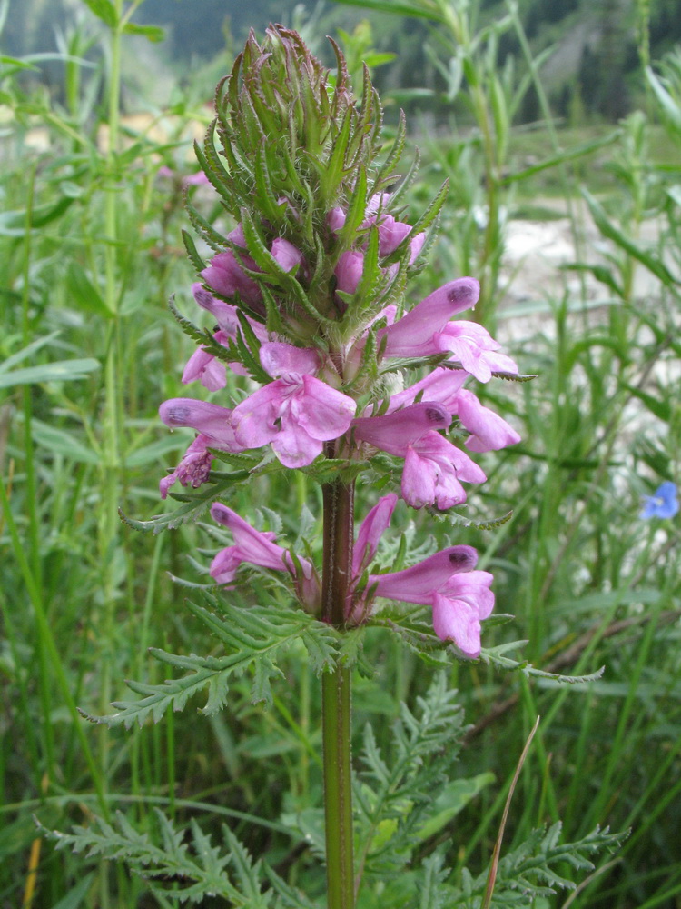 Изображение особи Pedicularis macrochila.