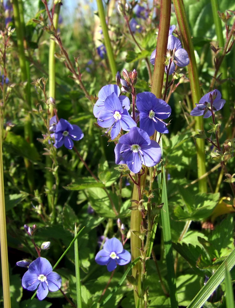 Image of Veronica chamaedrys specimen.