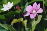 Rubus arcticus