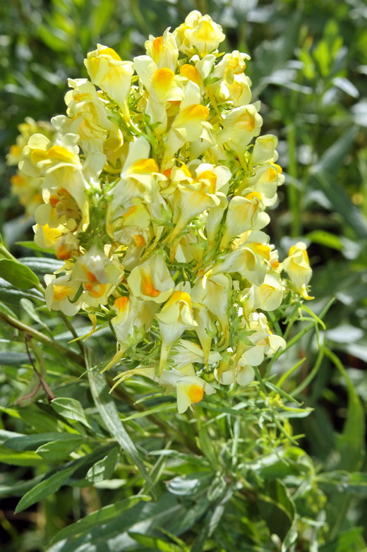 Image of Linaria vulgaris specimen.