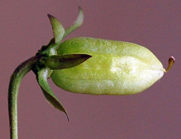 Image of Viola xanthopetala specimen.