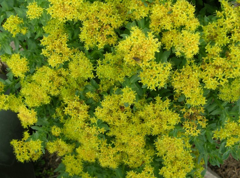 Image of Rhodiola rosea specimen.