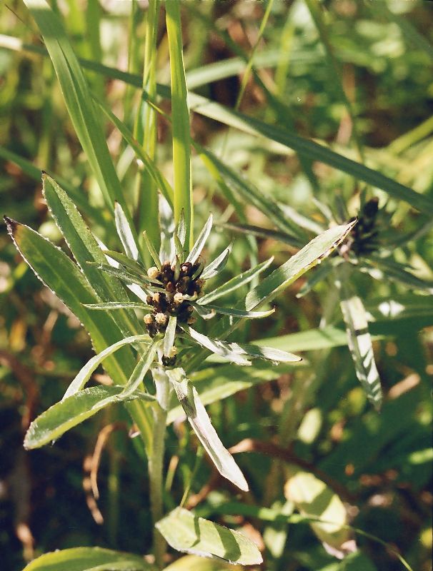 Image of Omalotheca norvegica specimen.