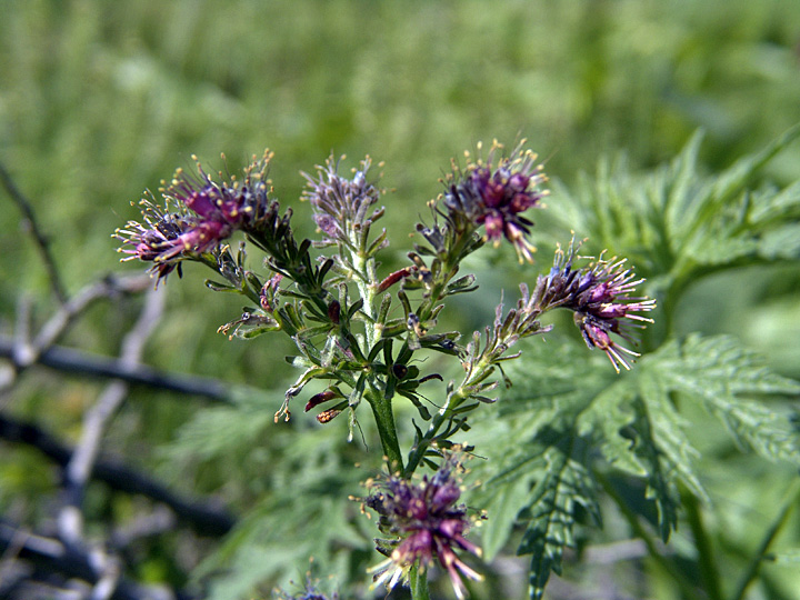 Изображение особи Solenanthus circinnatus.