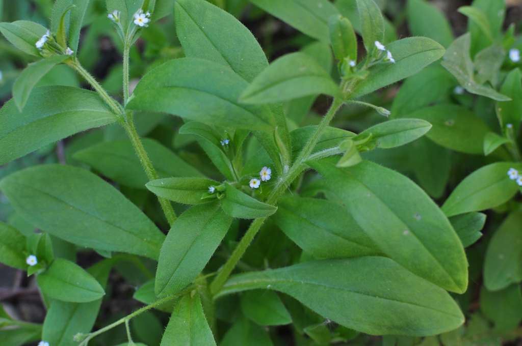 Image of Myosotis sparsiflora specimen.