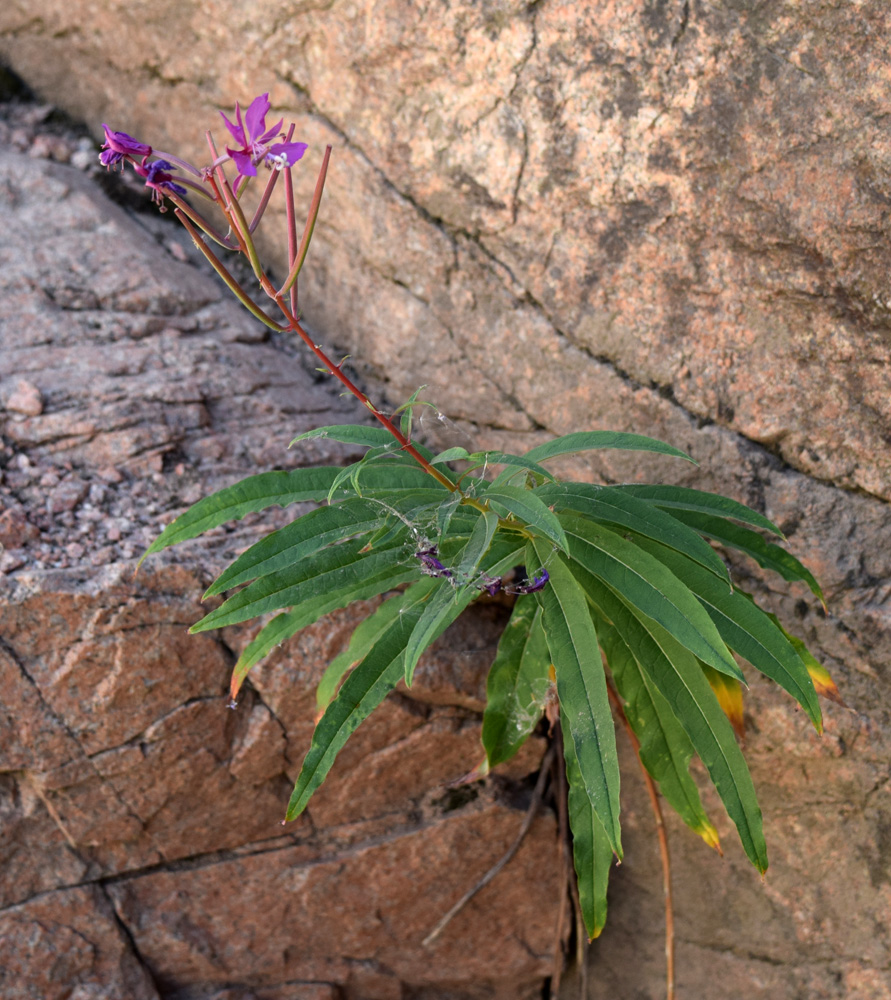 Image of Chamaenerion angustifolium specimen.