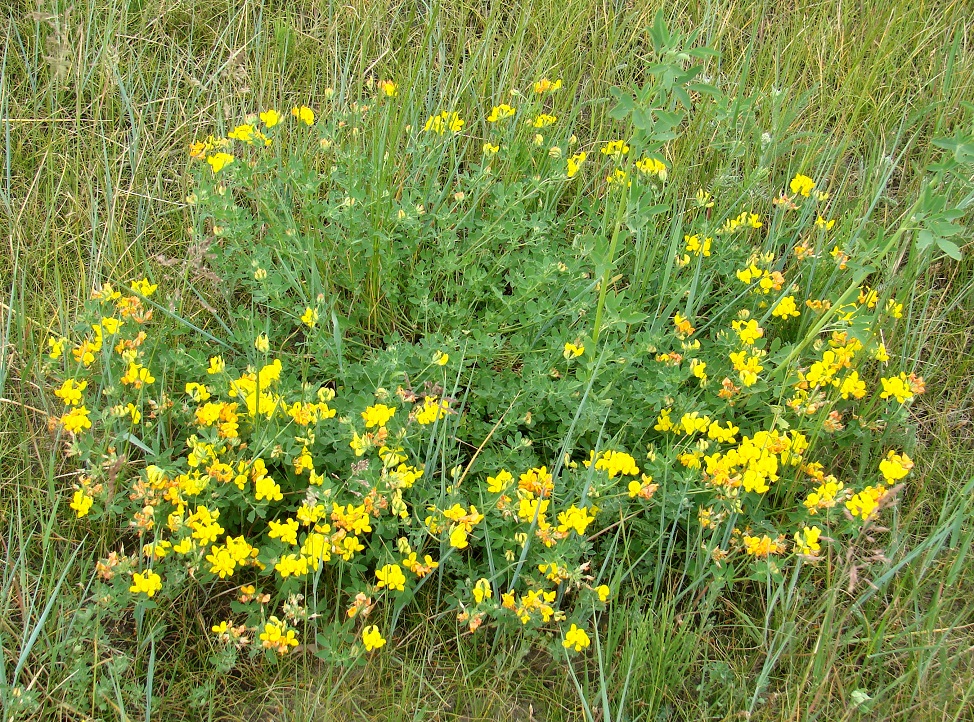 Image of Lotus corniculatus specimen.