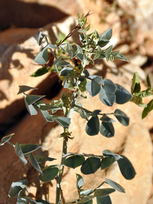 Image of Indigofera articulata specimen.