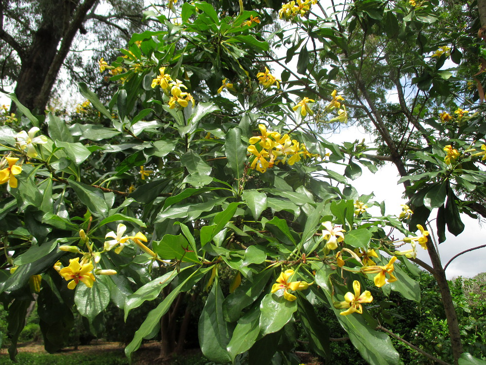 Image of Hymenosporum flavum specimen.