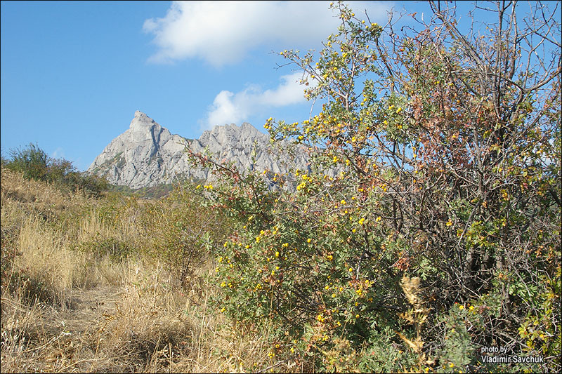 Image of Crataegus pojarkovae specimen.