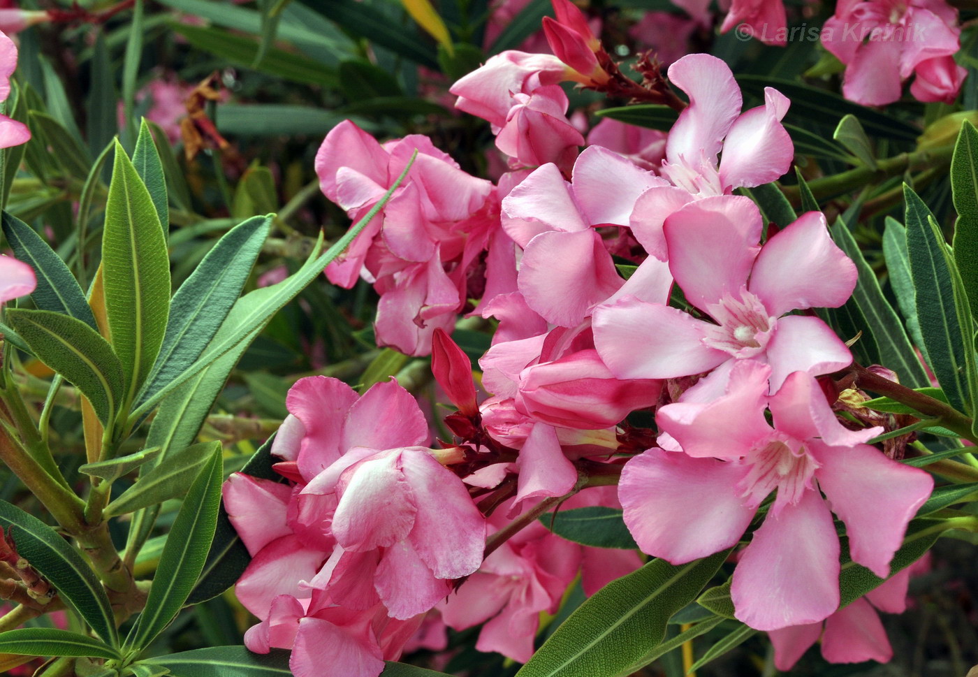 Image of Nerium oleander specimen.