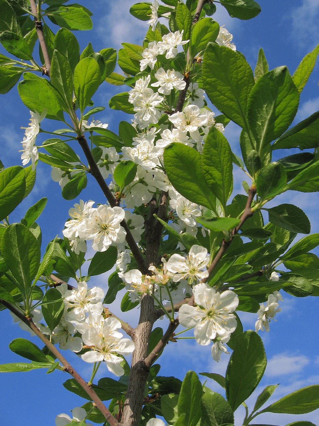 Image of Prunus domestica specimen.