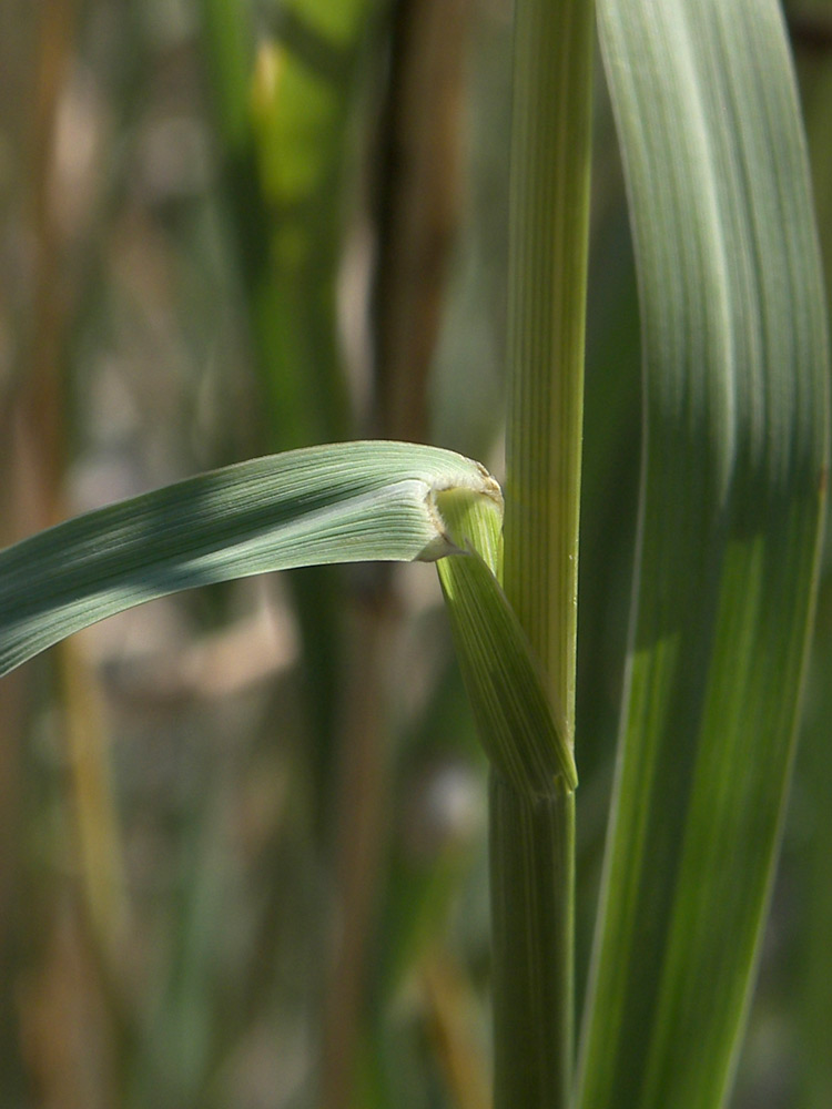 Изображение особи Eragrostis collina.