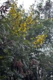 Senna siamea. Верхушка ветви с соцветиями и плодами. Таиланд, остров Пханган. 22.06.2013.