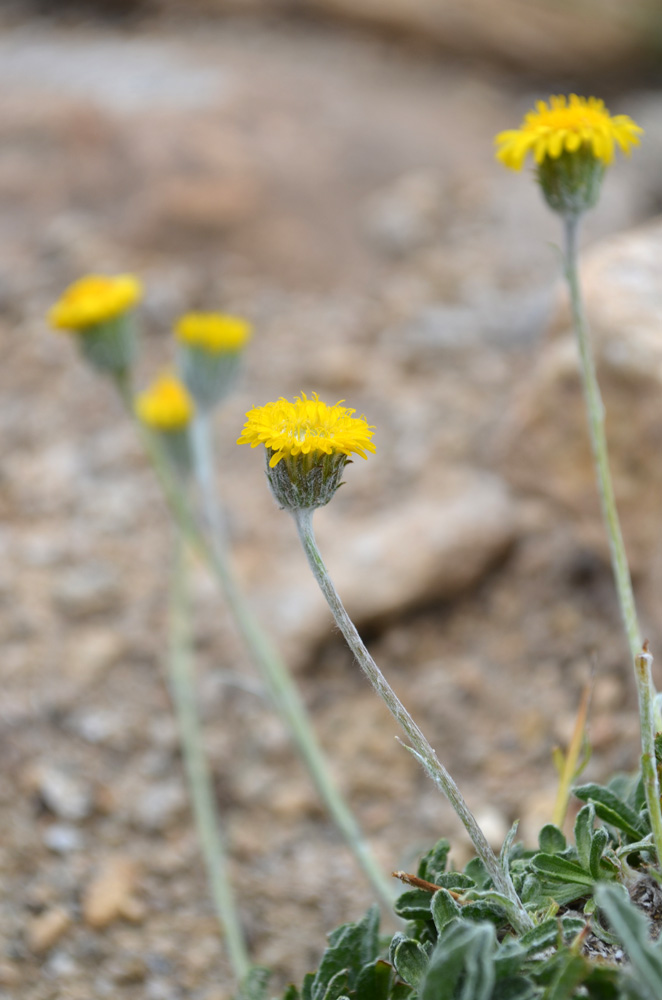 Image of Erigeron cabulicus specimen.